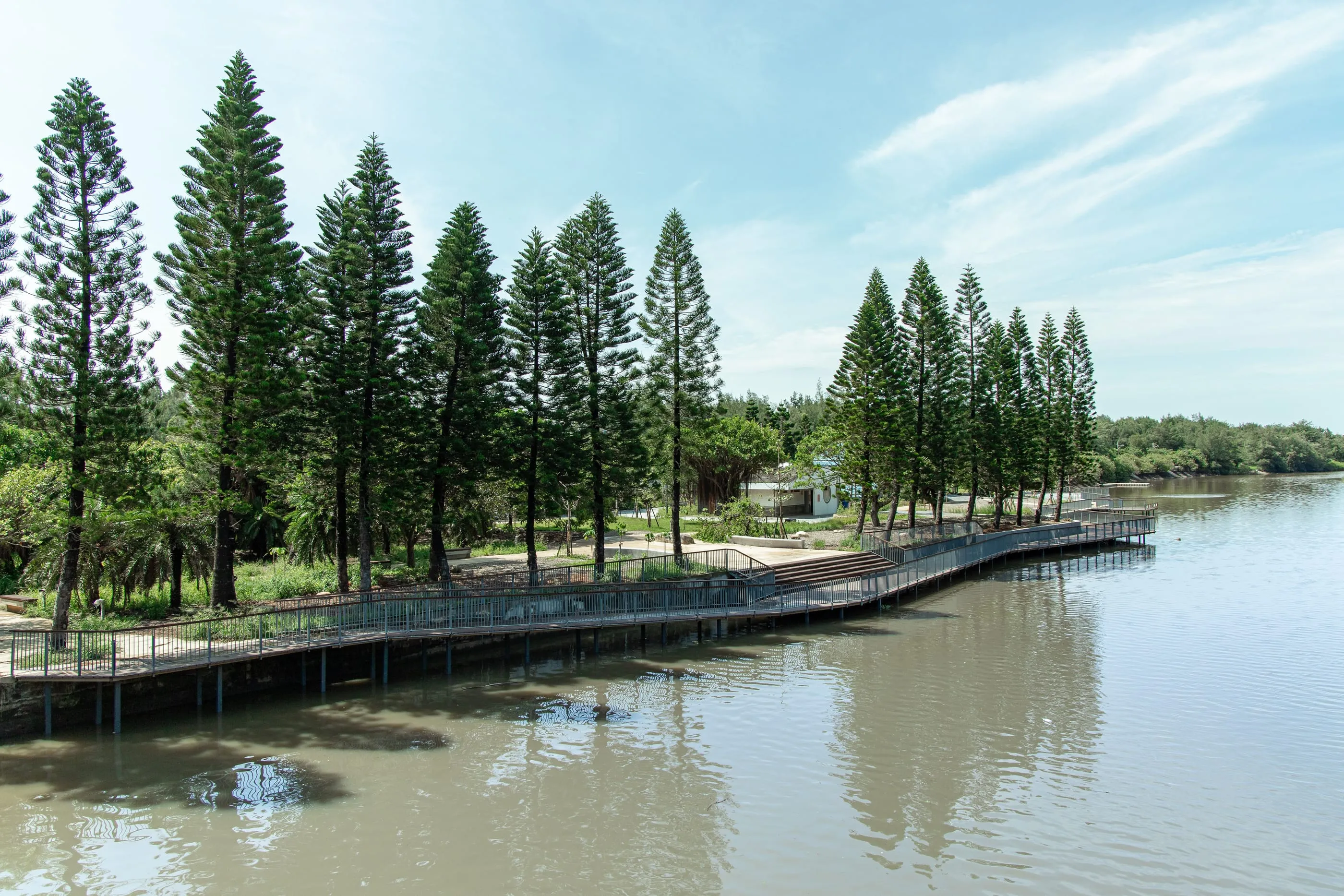 後湖溪生態園區水岸棧道與南洋杉林